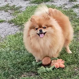 Kya - Pomeranian