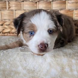 Lovie - Red merle female Miniature Australian Shepherd puppy in Paris, Texas from Blue Envy Mini Aussies