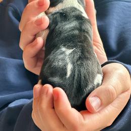Male 1 - Black brown and white male Basset Hound puppy in Lindley, New York from Hill Top Basset Hounds & Cane Corso