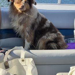 Lady - Miniature Australian Shepherd