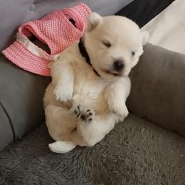 Kika - White female West Highland White Terrier puppy in Murrieta, California from San Diego Westies