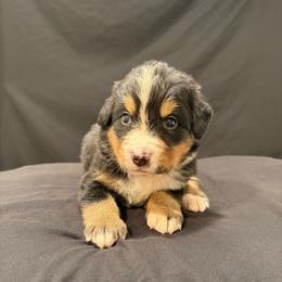 Porkchop - Black rust and white male Bernese Mountain Dog puppy in Alabama from Dogwood Creek Bernese