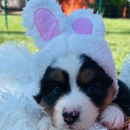 Tash - Black tri-color Australian Shepherd puppy in Vista, California from Cummings Family Aussies