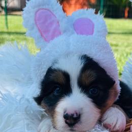 Tash - Black tri-color Australian Shepherd puppy in Vista, California from Cummings Family Aussies