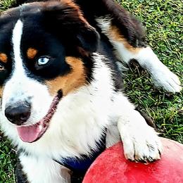 Australian Shepherds from Awesome Wigglin Aussies