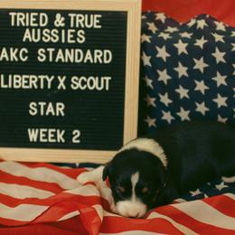 Black F 2 - Black tri-color female Australian Shepherd puppy in Cotati, California from Tried and True Aussies