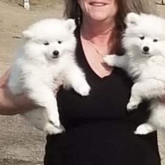 American Eskimo Dog Puppies from Lively Pups