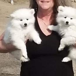 American Eskimo Dog Puppies from Lively Pups