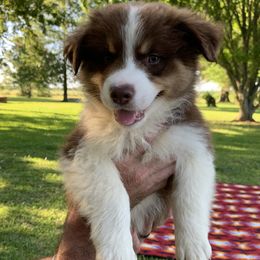 Australian Shepherd Puppies from Haven Farms Australian Shepherds