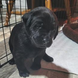 Orange Tail - Black male Labrador Retriever puppy in Ogden, Illinois from Hallelujah Retrievers