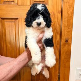 Mr. Black - Black and white male Aussiedoodle puppy in Williamsburg, Iowa from Terry Lynn's Aussiedoodles/Blue Dog Ranch