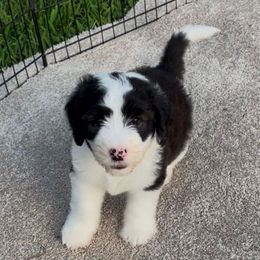 Buttercup - Black and white female Sheepadoodle puppy in Joelton, Tennessee from PC Pampered Parti's