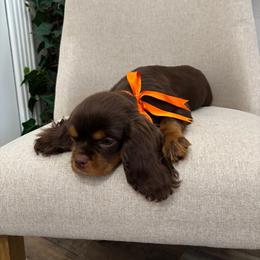 Rockie - Chocolate male Cavalier King Charles Spaniel puppy in Herriman, Utah from Gypsi Doodles & Poodles LLC.