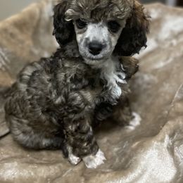 Poodle Puppies from Paradise Poodles