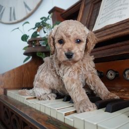 Gordon - Cream male Cockapoo puppy in Shipshewana, Indiana from Home Raised Cockapoos