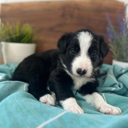 Pebble Beach - White and black female Bordoodle puppy in Valley Center, California from Circle R Valley Bordoodls