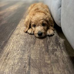 Moana - Apricot female Goldendoodle puppy in Rochester, Massachusetts from Petal Perfect Puppies