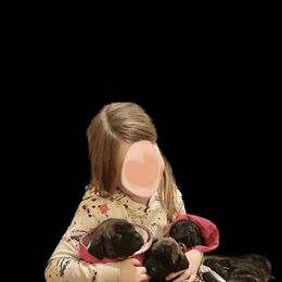 Mastiff Puppies from Eagle Pond Mastiffs