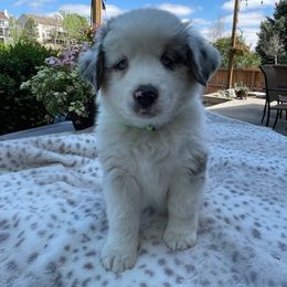 Miniature Australian Shepherd Puppies from Happy Tails, Colorado Mini Aussies