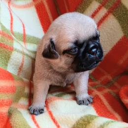 Hazel - Fawn female Pug puppy in Blountsville, Alabama from Rock Springs Pugs