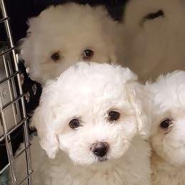 Bichon Frises from Havenkennels