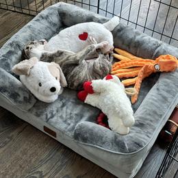Whippet Puppies from Smithfield Park