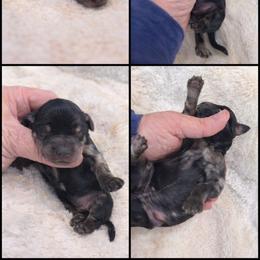 Smokey - Merle male Goldendoodle puppy in Aurora, Illinois from Chicago Goldendoodles
