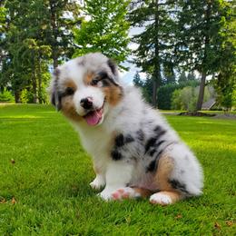 Darin - Blue merle male Australian Shepherd puppy in Olympia, Washington from Echelon Australian Shepherds