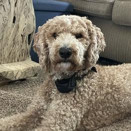 Cooper - Goldendoodle