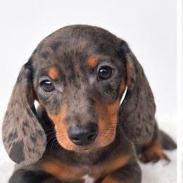 Jasper - Black and tan male Dachshund puppy in Fredricktown, Missouri from Ivy Cream Dachshunds