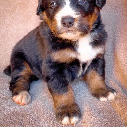 Bernedoodle, Bernese Mountain Dog, and Siberian Husky Puppies from Timberline Paws