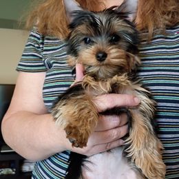 Layla - Blue and gold female Yorkshire Terrier puppy in Potomac, Maryland from Fabiana's Yorkshire Terriers