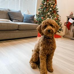 Goldendoodle All Grown Up from Goldendoodle AZ