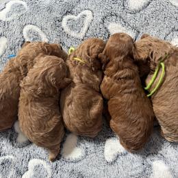 Poodle puppies from R&R Goldendoodles