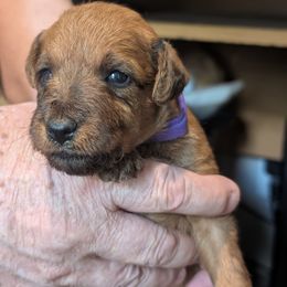 Girl 2 - Red Irish Terrier puppy in Vancouver, Washington from Geordan Irish Terriers