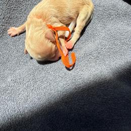 Orange - Caramel red male Australian Labradoodle puppy in Fontana, California from Grammy's Puppy Love doodles and poodles