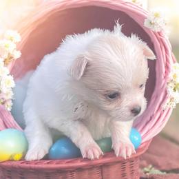 Serenity - Cream female Pomeranian puppy in Liverpool, Pennsylvania from Miracles With Paws