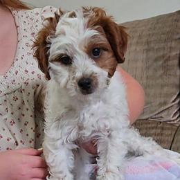 Onyx - Blenheim male Cavapoo puppy in Blackfoot, Idaho from Rocky Desert Goldens and Cavaliers