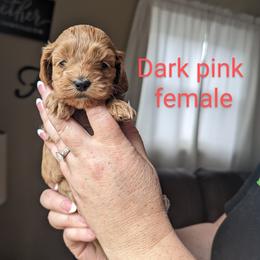 Cockapoo Puppies from L&L Cockapoos