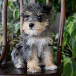 Rich Strike - Merle male Schnoodle puppy in Grove, Oklahoma from Grand Lake Poodles & Doodles