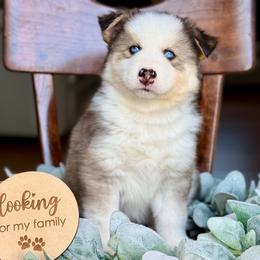 Topaz - Gray and white male Pomsky puppy in Antioch, California from Golden State Pomskies