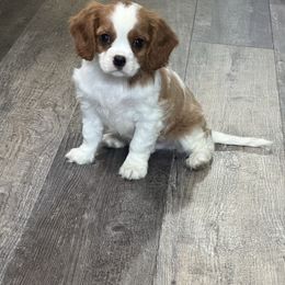 Brynn - Blenheim male Cavalier King Charles Spaniel puppy in Macomb, Missouri from Hunter's Puppies