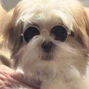 Bonsai - Shorkie