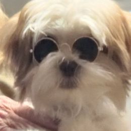 Bonsai - Shorkie