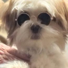 Bonsai - Shorkie