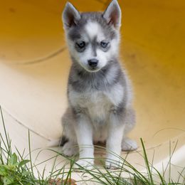Hera - Wolf sable female Pomsky puppy in Moultonborough, New Hampshire from Foxfire Arctic Spitz