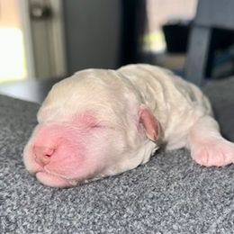 Goldendoodle Puppies from Only Loving Pups