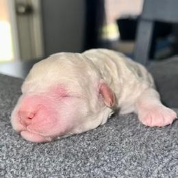 Goldendoodle Puppies from Only Loving Pups