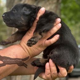 German Shepherd Puppies from Di Massimo Canile