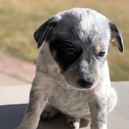 Australian Cattle Dog Puppies from Christensen Heelers